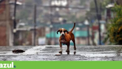 A tempestade mais forte de sempre na Jamaica, o furacão <em>Melissa</em>, vira-se para Cuba