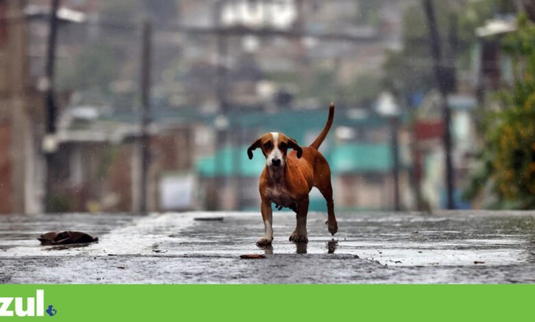 A tempestade mais forte de sempre na Jamaica, o furacão <em>Melissa</em>, vira-se para Cuba