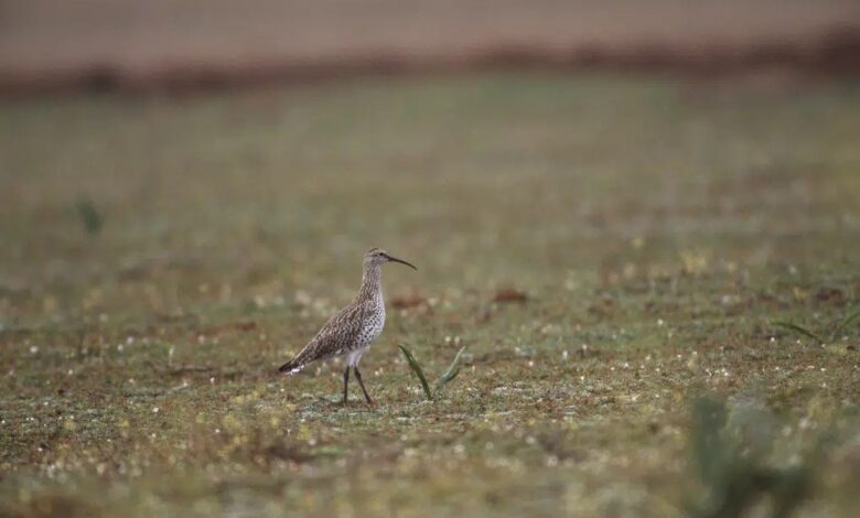 Acabou a esperança para o maçarico-de-bico-fino. Ave foi declarada extinta