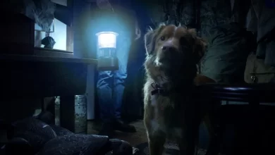 Antes de ver ‘Bom Menino’, conheça site que alerta se cachorros morrem em filmes