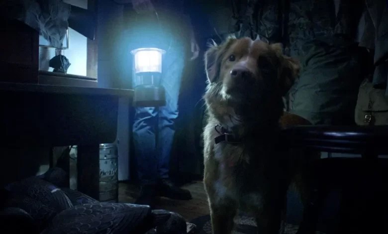 Antes de ver ‘Bom Menino’, conheça site que alerta se cachorros morrem em filmes