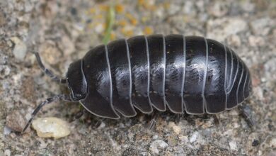 Bióloga portuguesa descobre nova espécie de bicho-de-conta