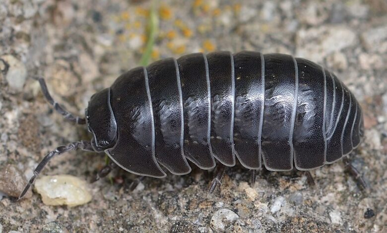 Bióloga portuguesa descobre nova espécie de bicho-de-conta