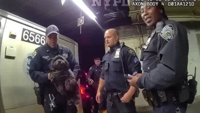 Cachorro escondido por baixo de metro é salvo pela polícia de Nova Iorque
