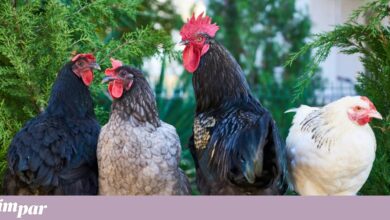 Carta aberta à mulher machista