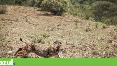 Carta-aberta em defesa do ICNF vai ser entregue às mais altas figuras do Estado