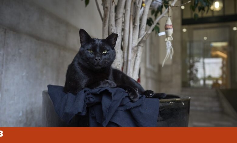 Cidade espanhola suspende adopção de gatos pretos no Halloween para evitar rituais abusivos
