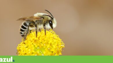 Das abelhas aos escaravelhos, há 222 espécies polinizadoras em Portugal
