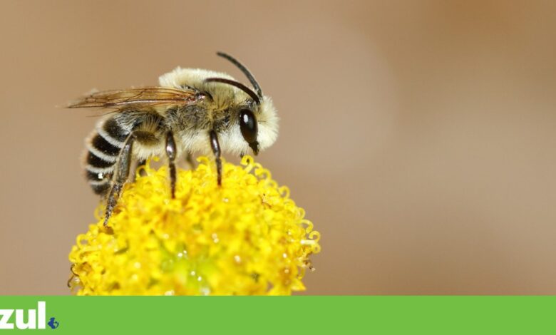 Das abelhas aos escaravelhos, há 222 espécies polinizadoras em Portugal