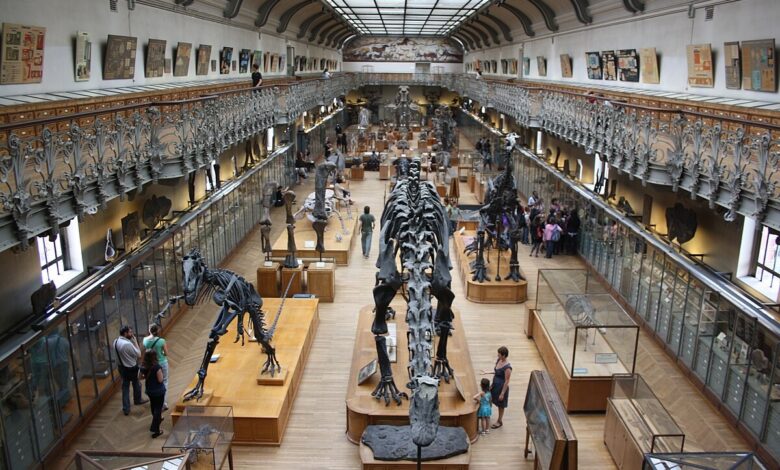 Detida suspeita de roubo de ouro do museu de História Natural de Paris