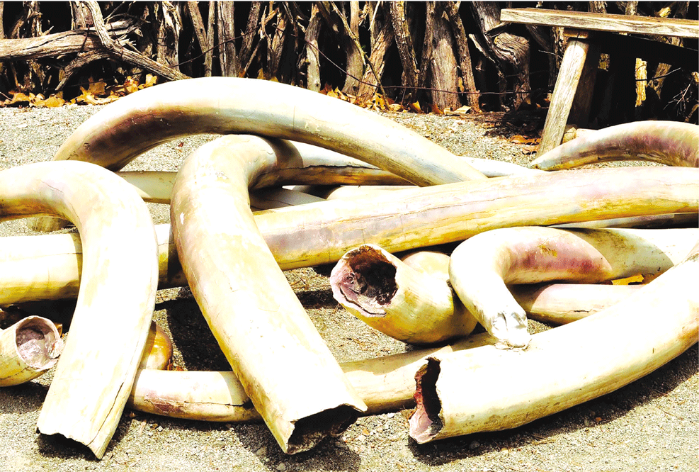 EM GAZA: Sete detidos na posse de sete pontas de marfim