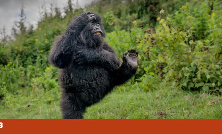 Eis as fotografias mais cómicas de animais selvagens apanhados em flagrante