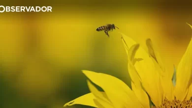 FCTUC lança livro sobre 222 espécies de polinizadores