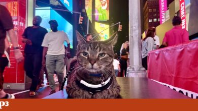 Gato aventureiro viajou 160 quilómetros escondido num tejadilho