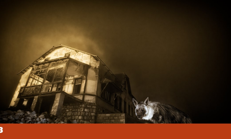 Imagem da hiena mais rara do mundo vence o prémio de Fotógrafo de Vida Selvagem do Ano