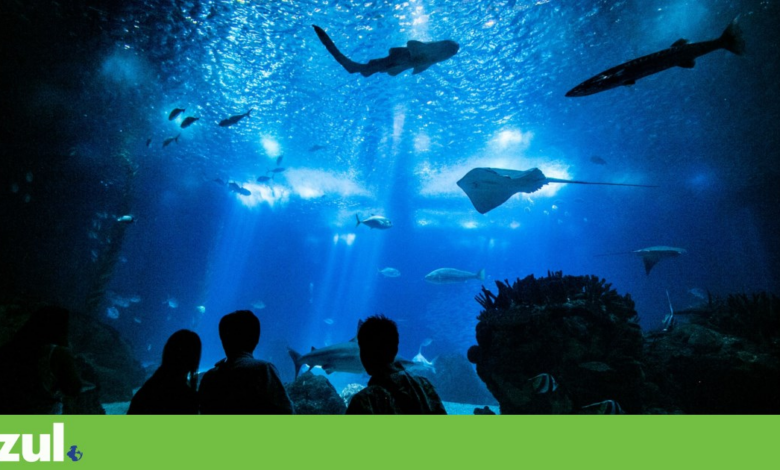 Iniciativa <em>Revive Our Ocean</em> chega a Portugal para apoiar comunidades costeiras