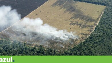 Lei contra desflorestação: afinal, Bruxelas adia aplicação apenas para pequenas empresas