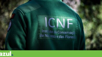 Maria de Jesus Fernandes: “Se retalharmos o ICNF, de certeza que não vai funcionar melhor”