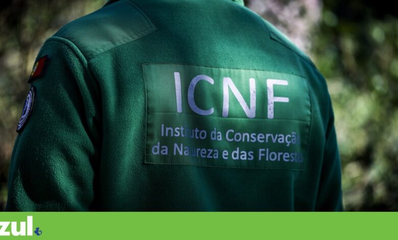 Maria de Jesus Fernandes: “Se retalharmos o ICNF, de certeza que não vai funcionar melhor”