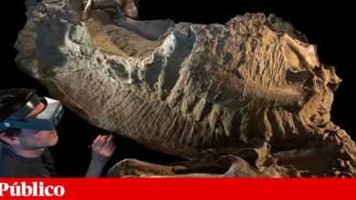 “Múmias” de dinossauros trazem uma novidade. Alguns tinham cascos nas patas