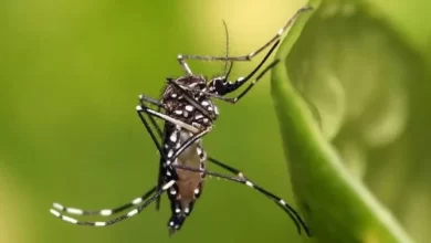 O caminho da dengue: estudo aponta de onde veio linhagem que causou epidemia
