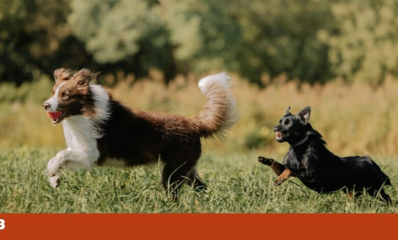 O meu cão “monta” tudo o que vê. O que posso fazer?