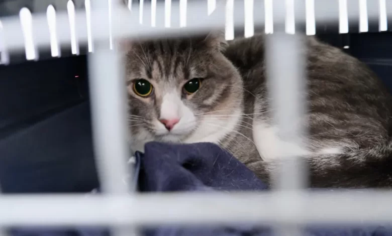 OE não responde a necessidade de erradicar abandono de cães e gatos