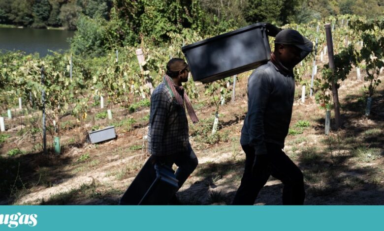 Observatório estatístico do sector do vinho avança pela mão da ViniPortugal e do IVV