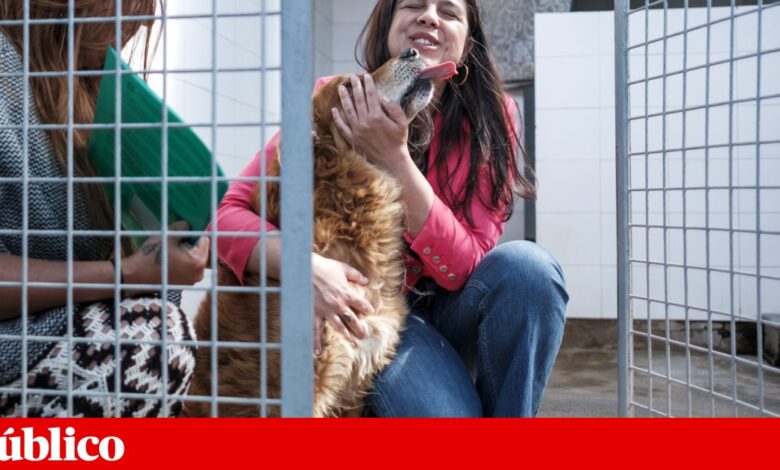 PAN vai abster-se no OE2026 na generalidade, mas avisa que na final pode ser contra