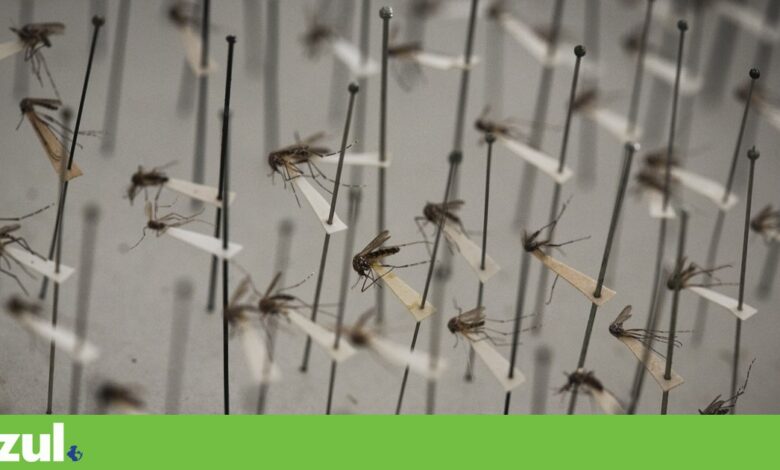 Pela primeira vez, os mosquitos chegam à Islândia - e pode ser para ficar