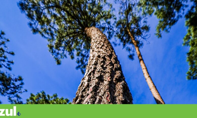 Portugal lança Mercado Voluntário de Carbono com foco na transparência e grande expectativa