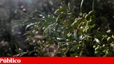 Previsão aponta para uma quebra de 20% na produção de azeitona a nível nacional