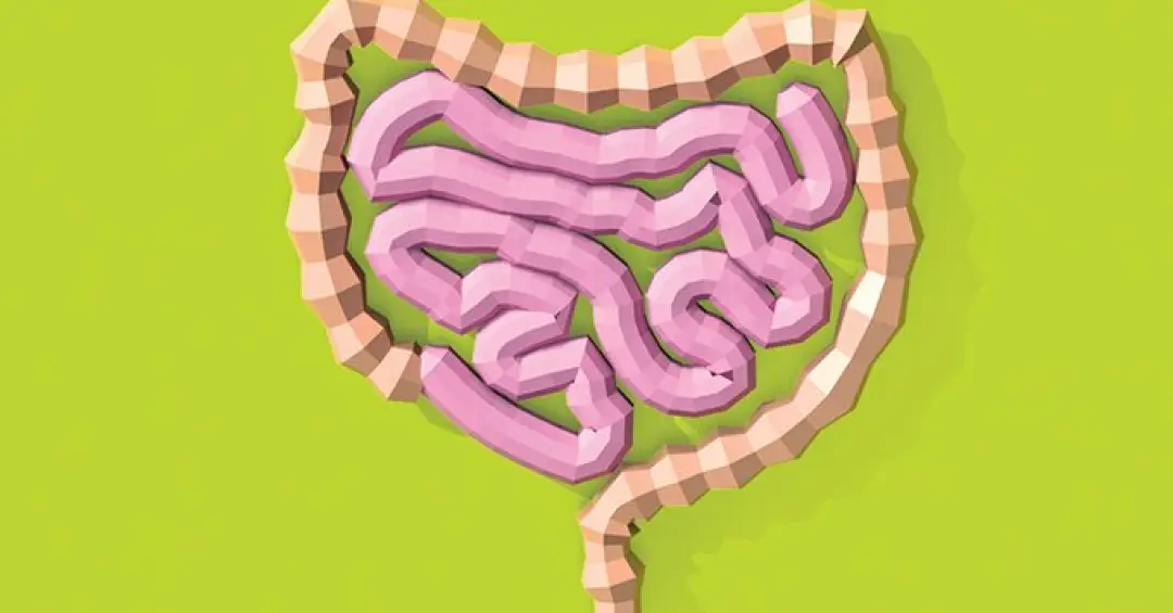 Substâncias produzidas pelo intestino podem influenciar ganho de peso, mostra pesquisa