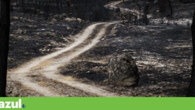 Terra aproxima-se do “caos climático”, mas é possível limitar aquecimento