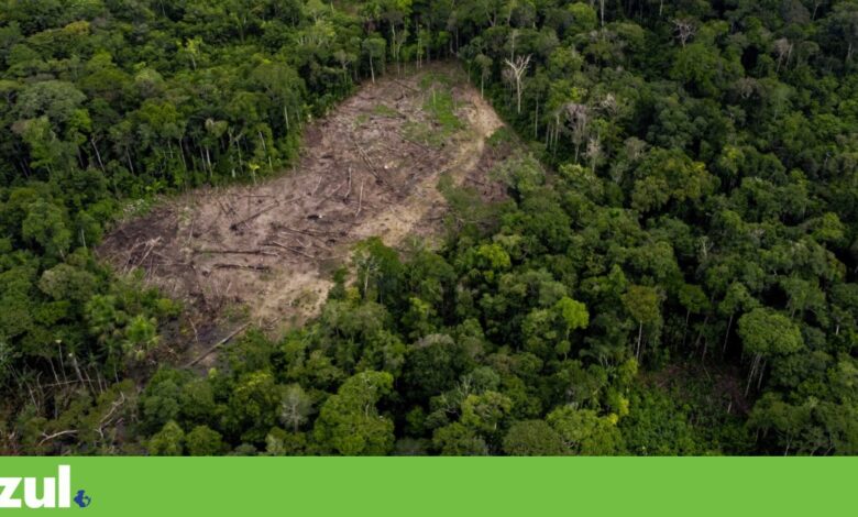 Terra perdeu em 2024 área florestal equivalente ao território da Inglaterra