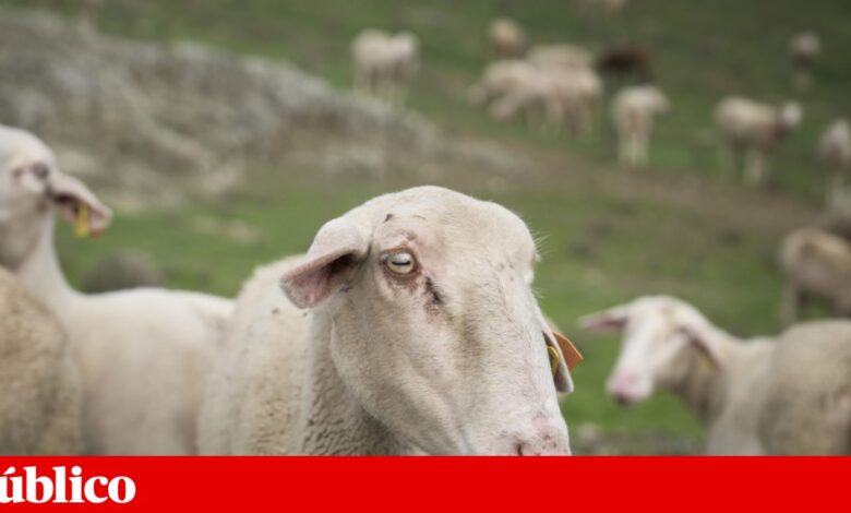A língua azul continua a dizimar ovinos. E receia-se a dermatose nodular nos bovinos