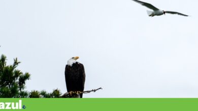 Administração Trump quer reverter lei que ajudou a salvar águia-de-cabeça-branca