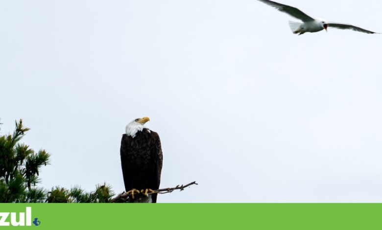 Administração Trump quer reverter lei que ajudou a salvar águia-de-cabeça-branca