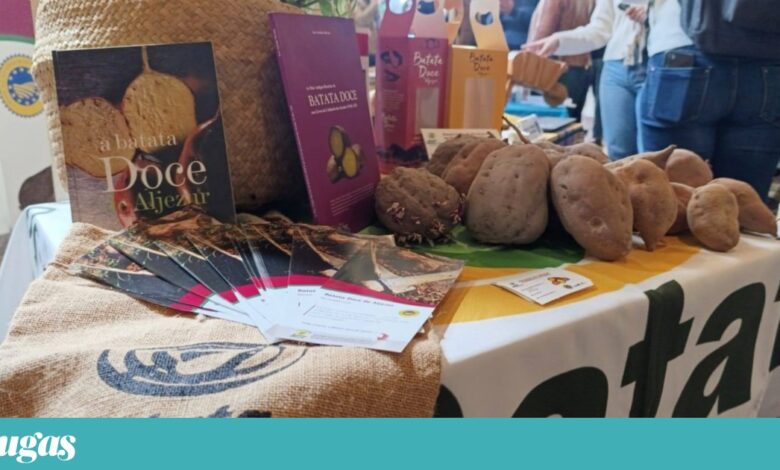 Aljezur celebra a sua batata-doce lira, “símbolo da identidade” local
