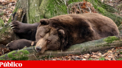 Ataque de urso fere 11 alunos e professores no Canadá