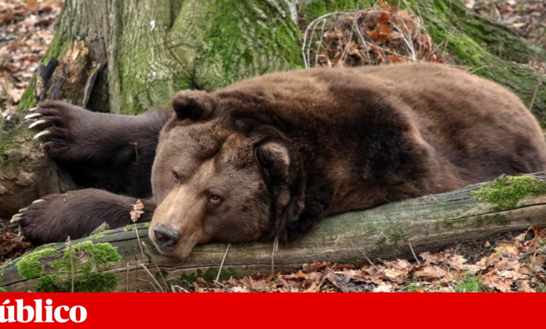 Ataque de urso fere 11 alunos e professores no Canadá