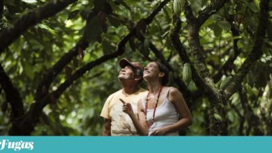 Bel Coelho fez um livro para mostrar quem se alimenta da Amazónia sem a destruir