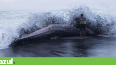 CITES eleva protecção de 70 espécies de tubarão, raias e mantas