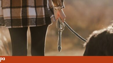 Cabo rasgado terá causado a morte de dois cães por electrocussão em Odivelas