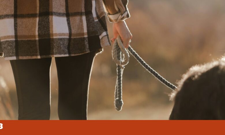 Cabo rasgado terá causado a morte de dois cães por electrocussão em Odivelas