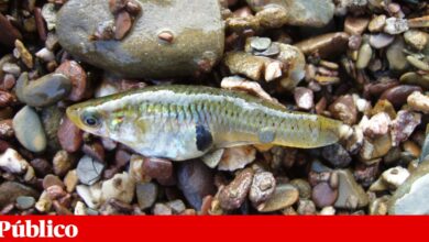 Chegou à Madeira a gambúsia, um peixe exótico invasor