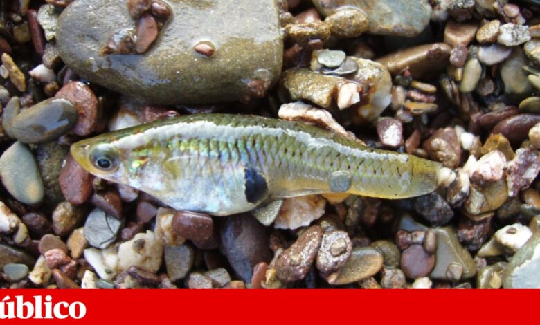 Chegou à Madeira a gambúsia, um peixe exótico invasor