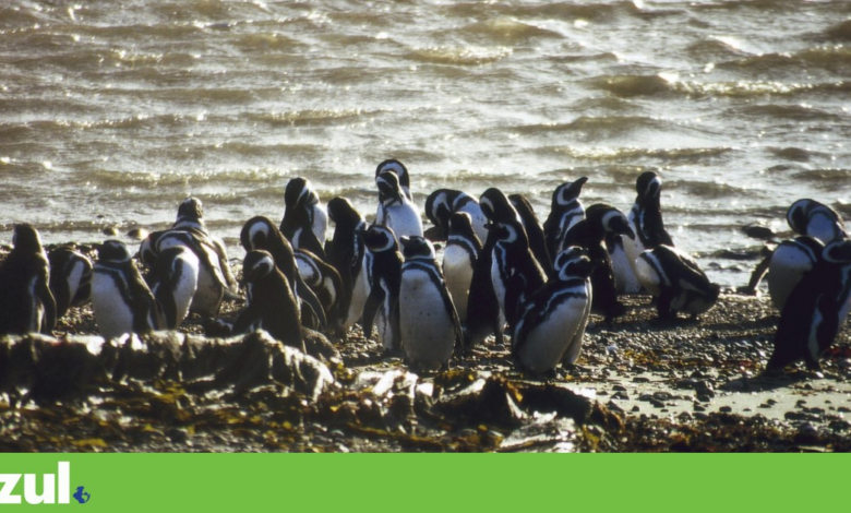 Chile classifica o pinguim-de-Humboldt como espécie “em perigo” de extinção