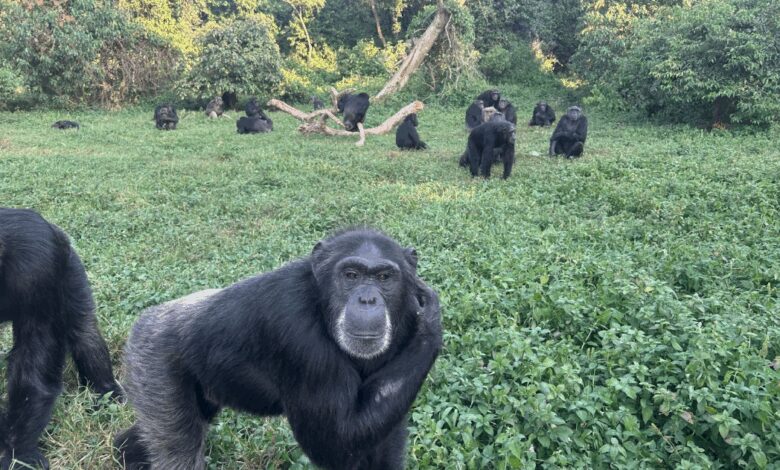 Cientistas descobrem que chimpanzés conseguem tomar decisões racionais