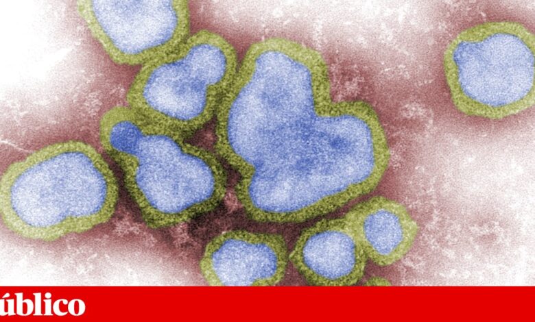 Cientistas portugueses testam forma de bloquear o vírus da gripe A antes da infecção